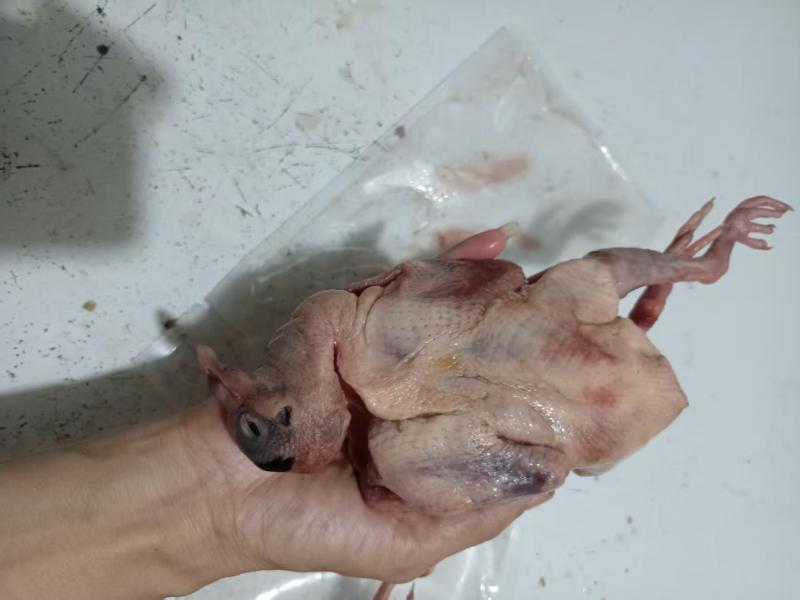 冰鲜乳鸽花皮