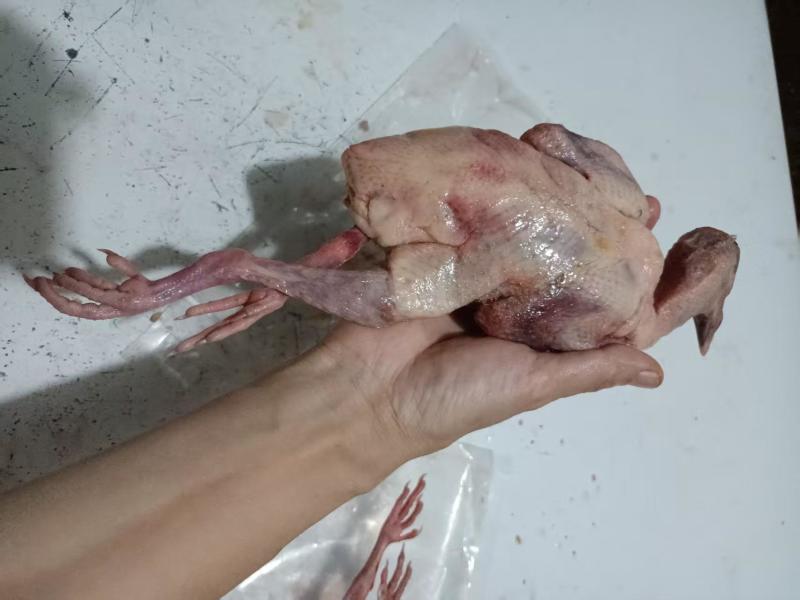 冰鲜乳鸽花皮