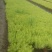 金叶佛甲草120双色杯，基地有量，欢迎来一亩田订购。