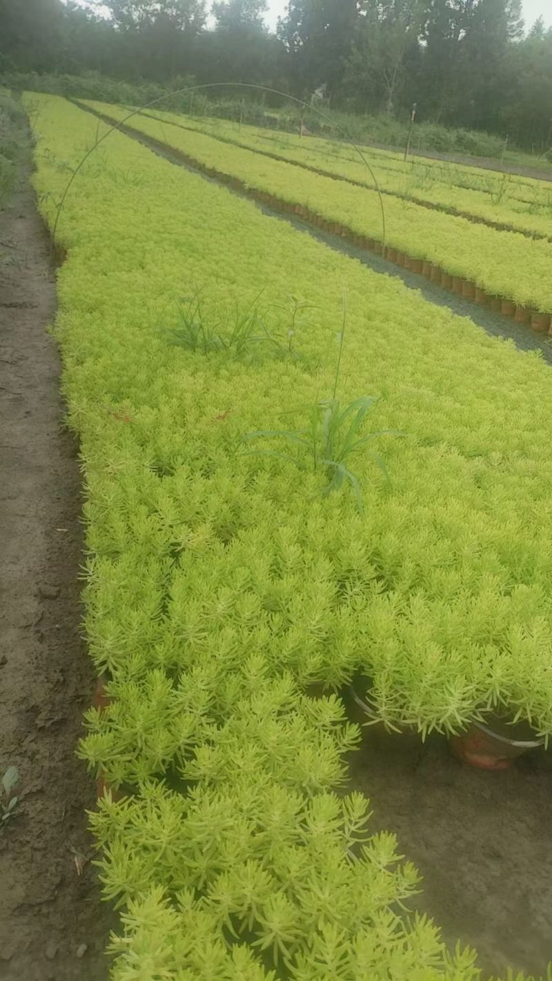 金叶佛甲草120双色杯，基地有量，欢迎来一亩田订购。