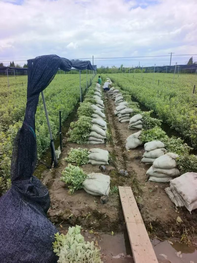 金边黄杨大杯高度:40cm，基地有量，欢迎来一亩田订购。