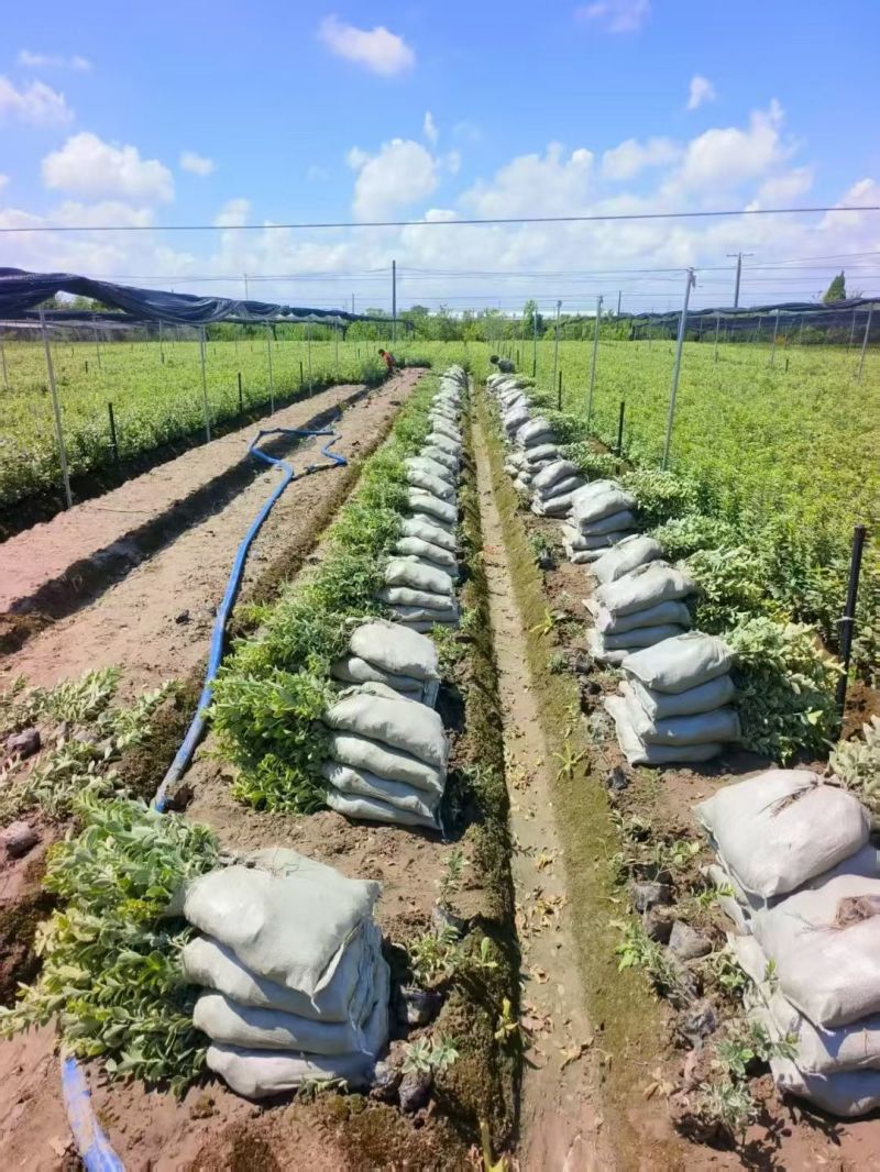 金边黄杨大杯高度:40cm，基地有量，欢迎来一亩田订购。