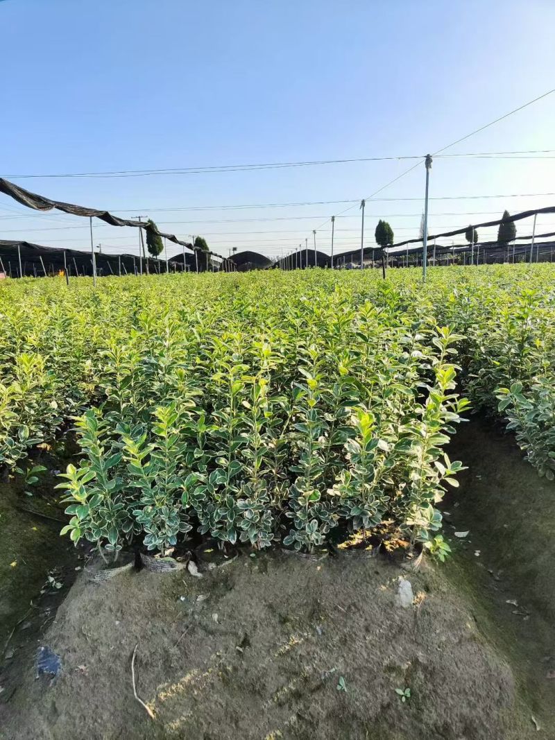 金边黄杨大杯高度:40cm，基地有量，欢迎来一亩田订购。
