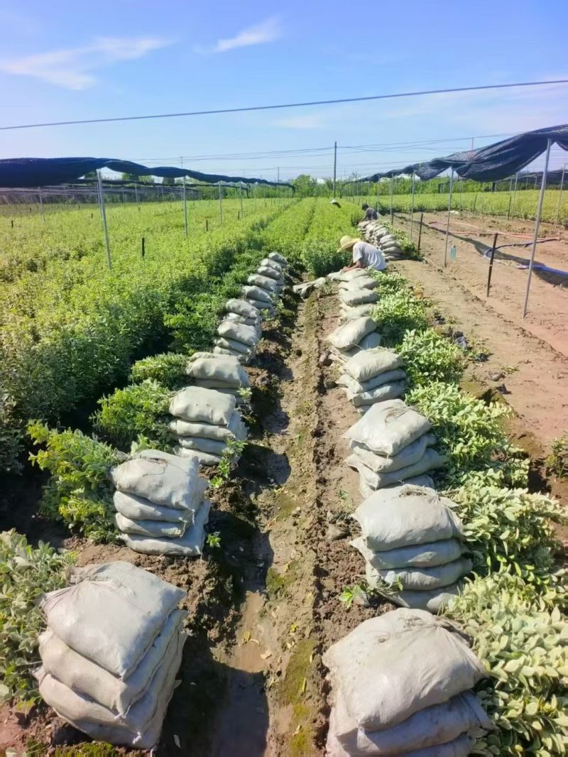 金边黄杨大杯高度:40cm，基地有量，欢迎来一亩田订购。