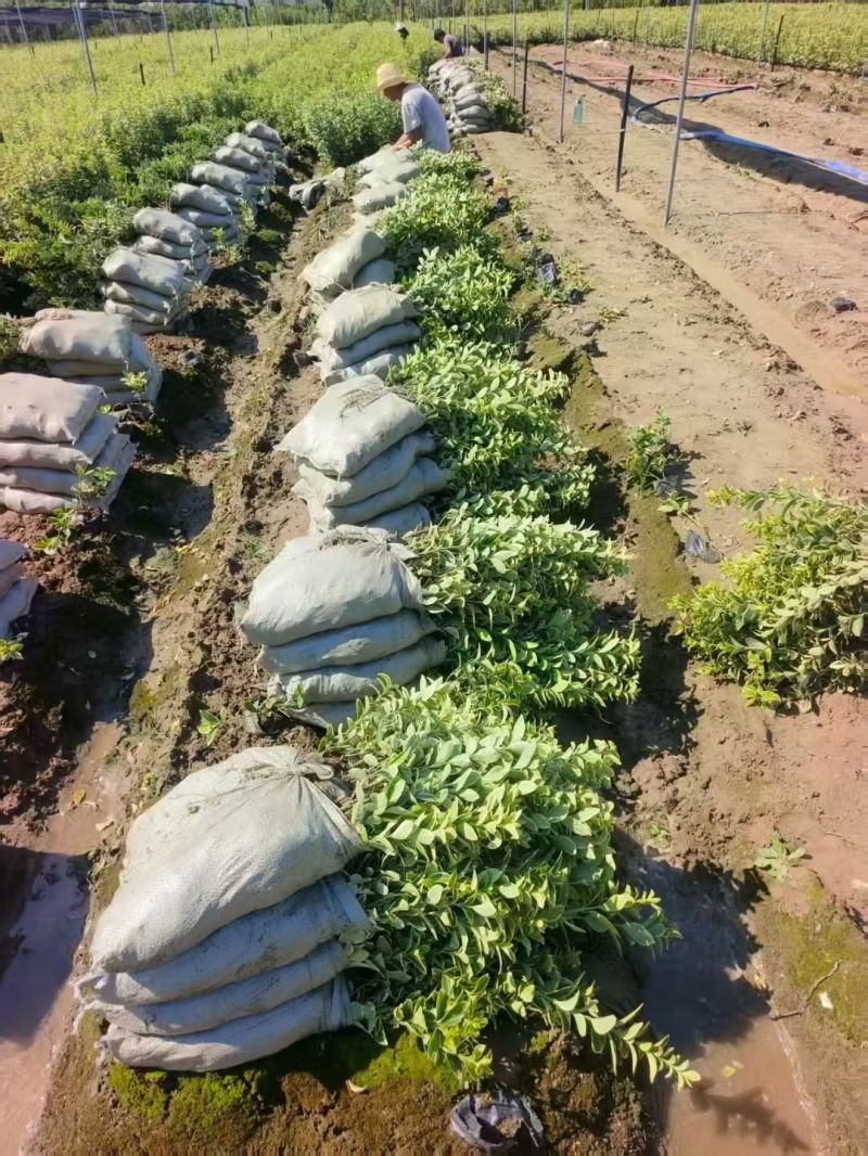 金边黄杨大杯高度:40cm，基地有量，欢迎来一亩田订购。