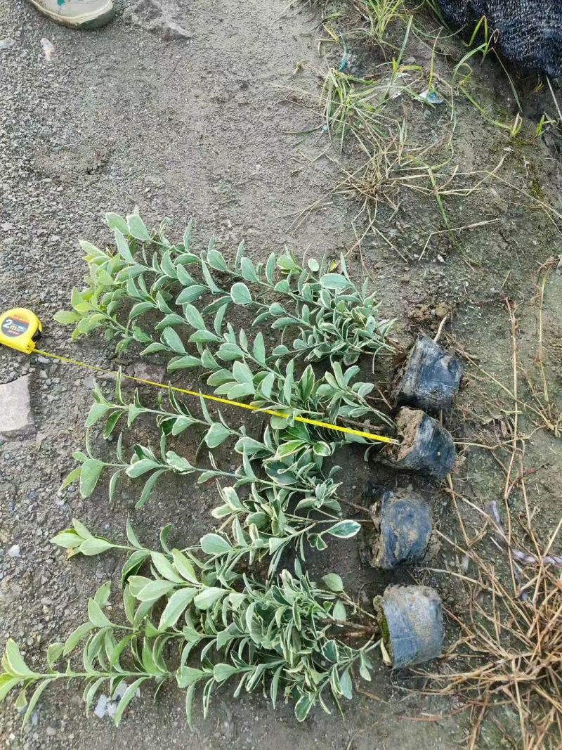 金边黄杨大杯高度:40cm，基地有量，欢迎来一亩田订购。