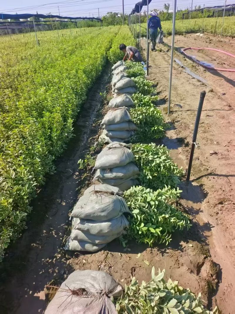 金边黄杨大杯高度:40cm，基地有量，欢迎来一亩田订购。