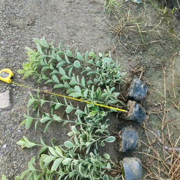 金边黄杨大杯高度:40cm，基地有量，欢迎来一亩田订购。