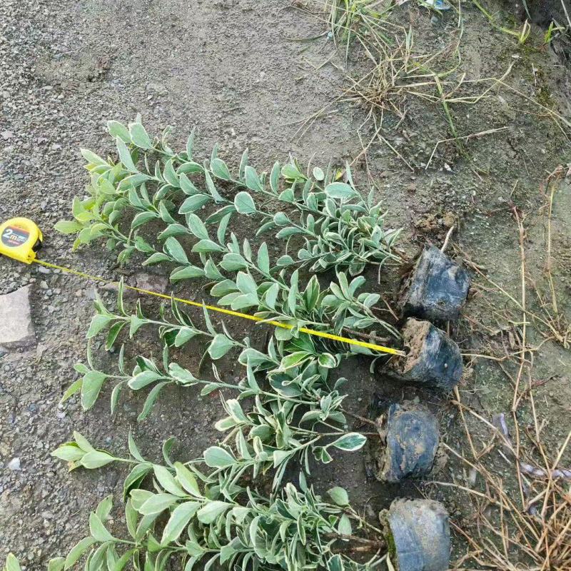 金边黄杨大杯高度:40cm，基地有量，欢迎来一亩田订购。
