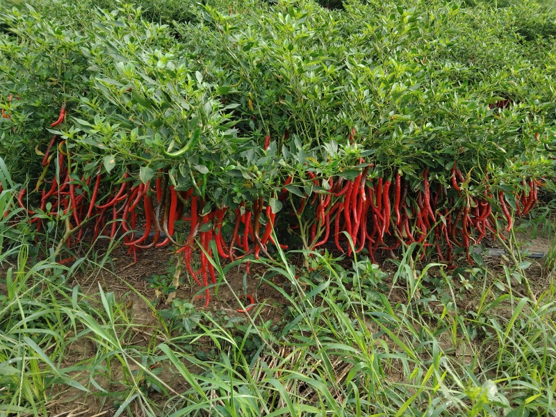 湘研117二荆条线椒大量上市，条形好、有光泽有需要的老板