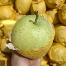 皇冠梨