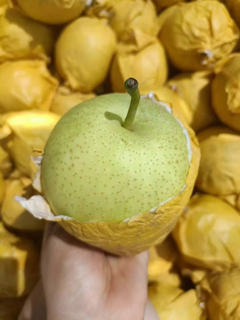 皇冠梨