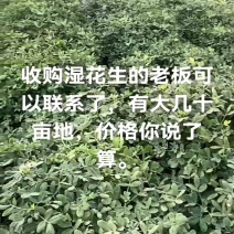 出售鲜花生