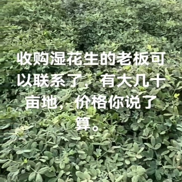 出售鲜花生