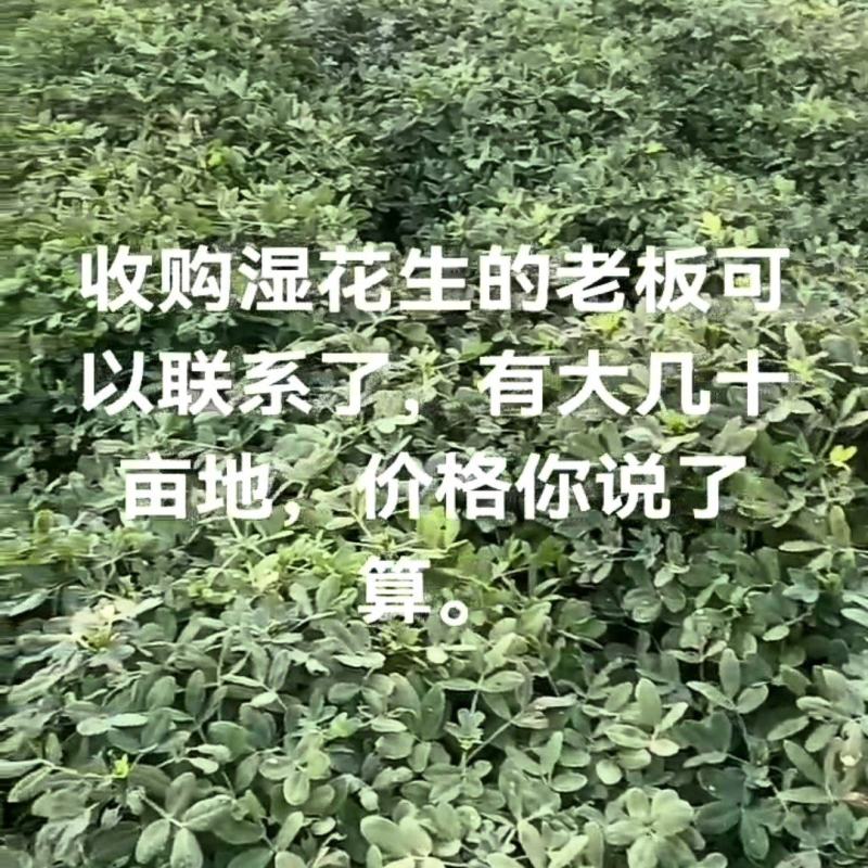 出售鲜花生
