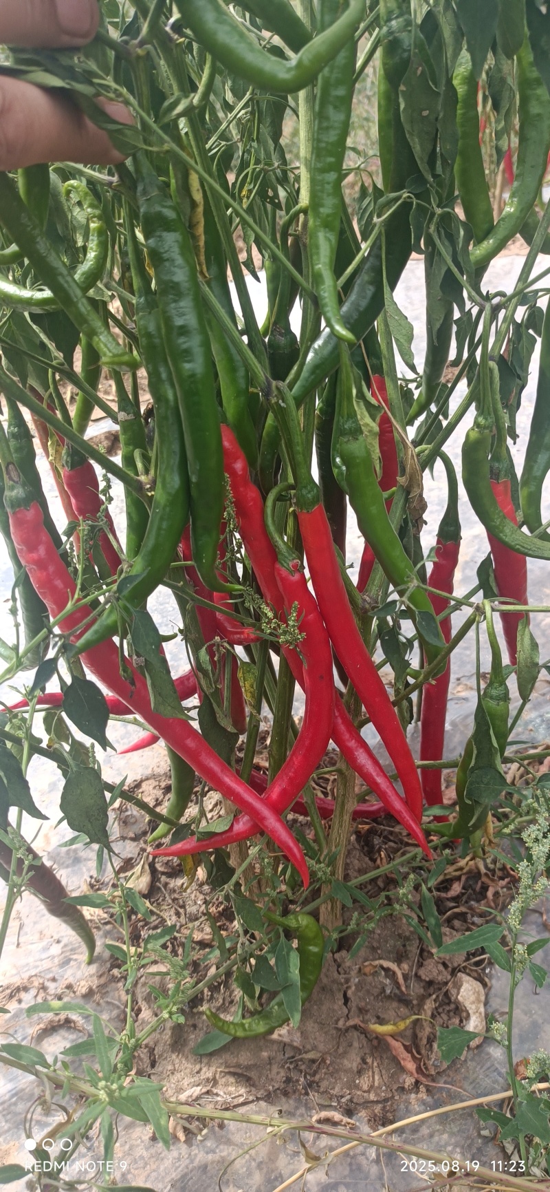 青红线椒