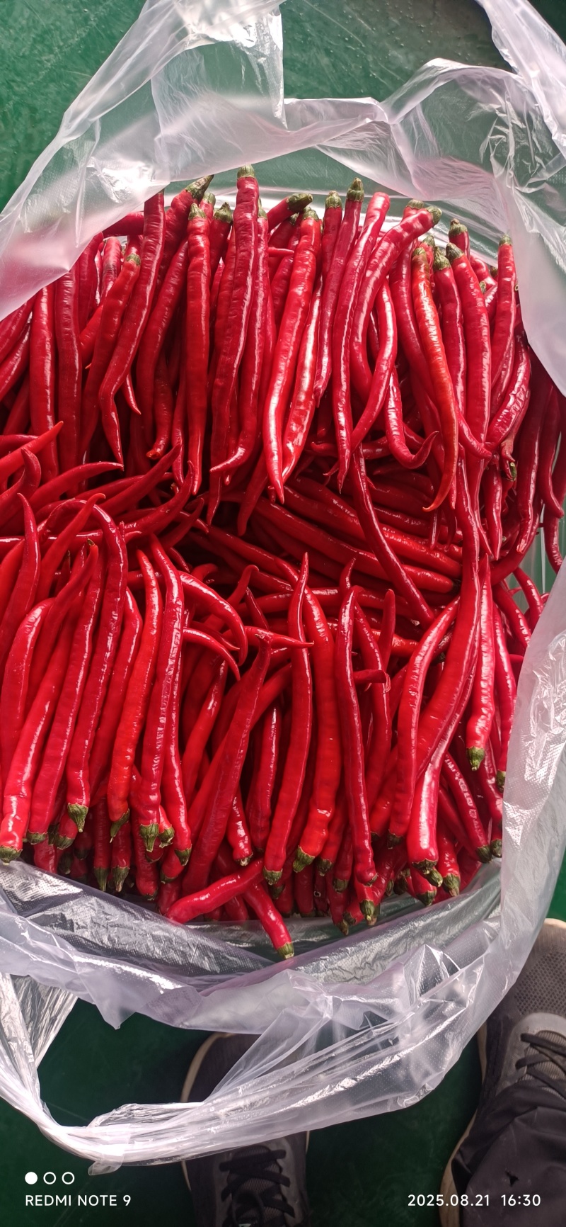 青红线椒