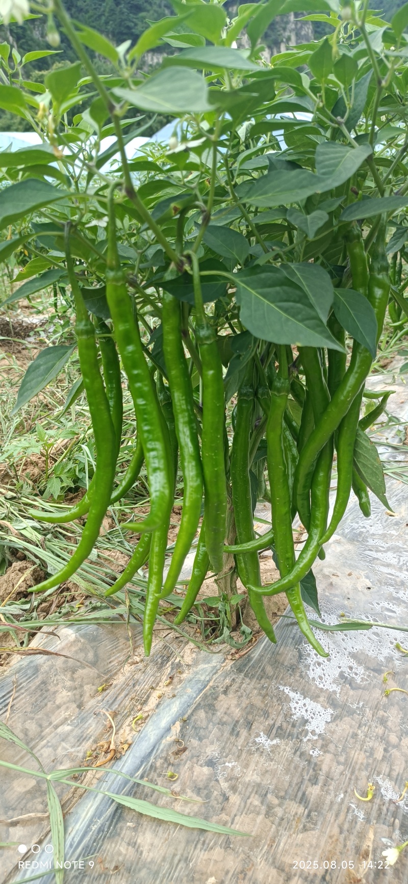 青红线椒