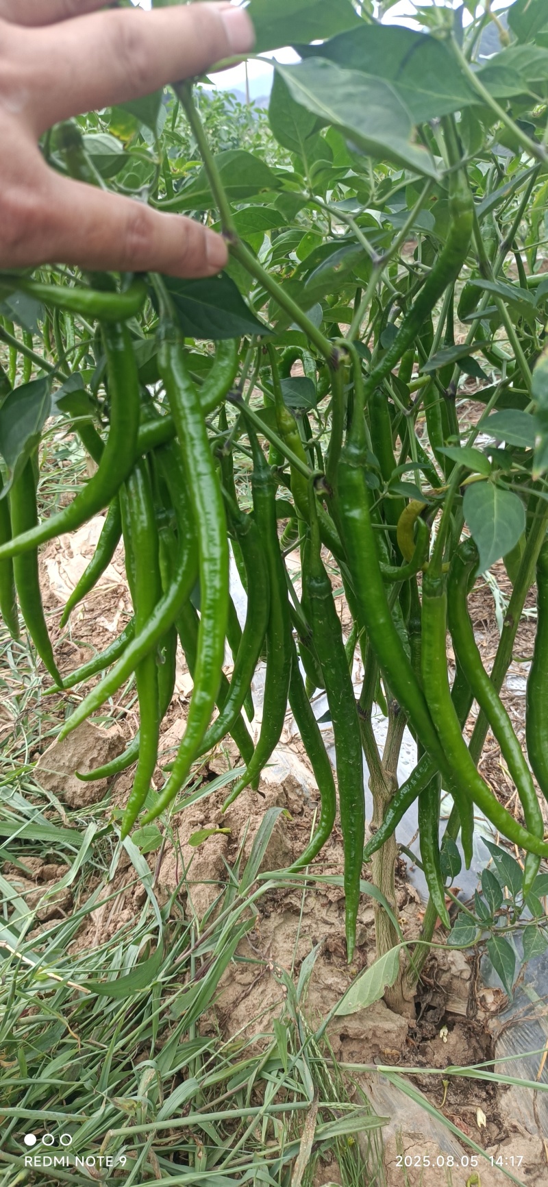 青红线椒