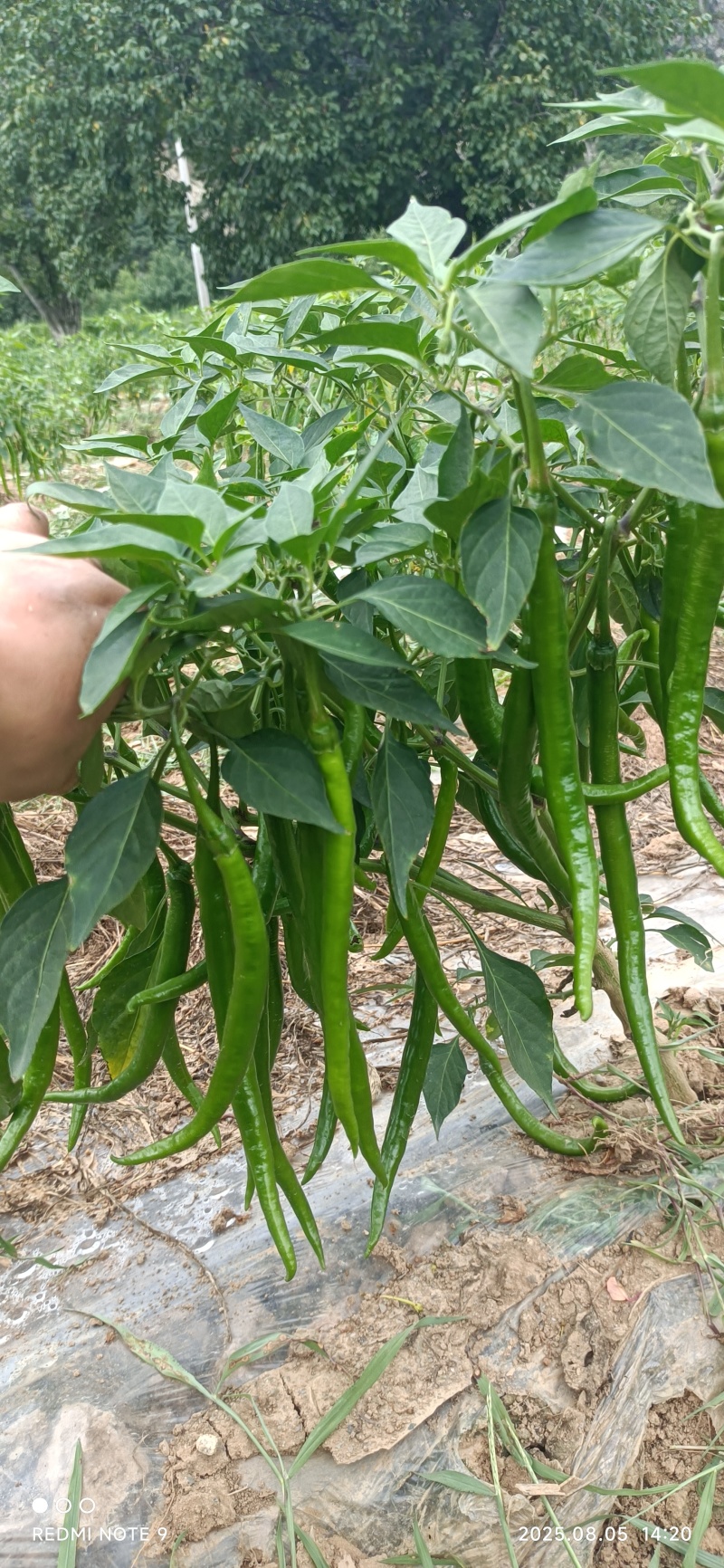青红线椒