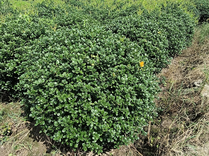 无刺枸骨球冠幅:1.2m、1.5m，量大价优，新鲜起苗。