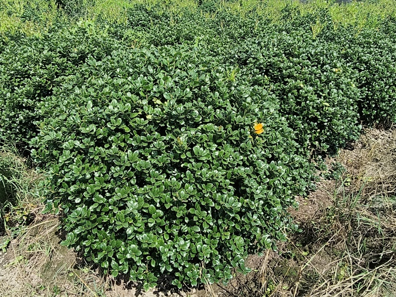 无刺枸骨球冠幅:1.2m、1.5m，量大价优，新鲜起苗。