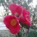 野生红花茶籽