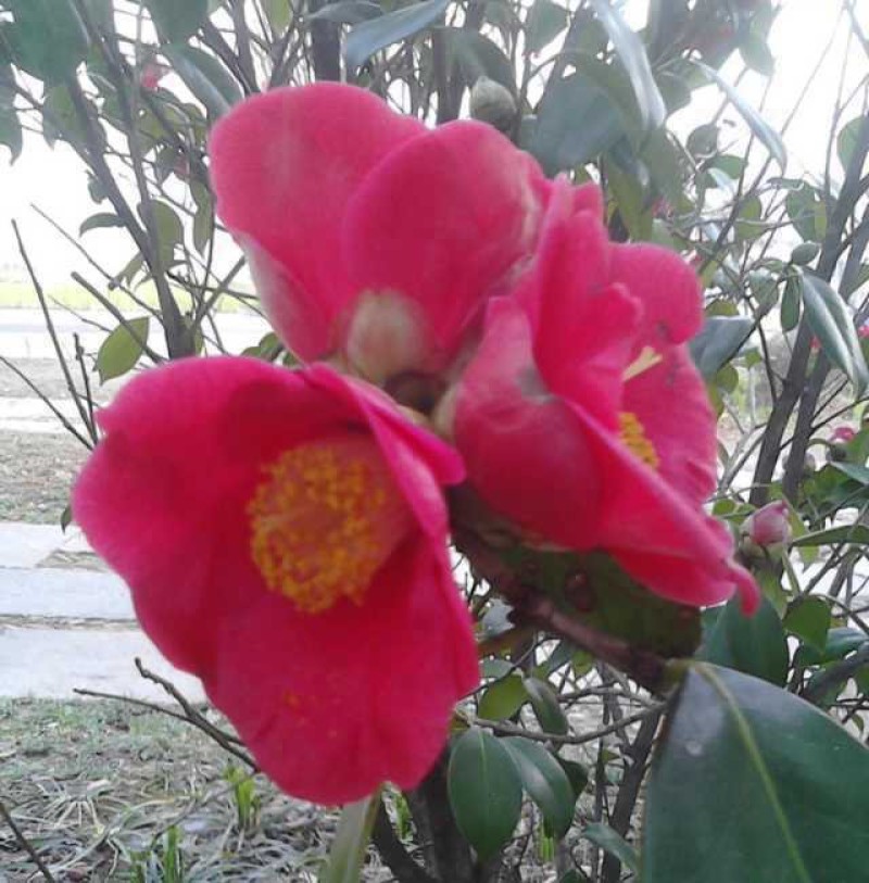 野生红花茶籽