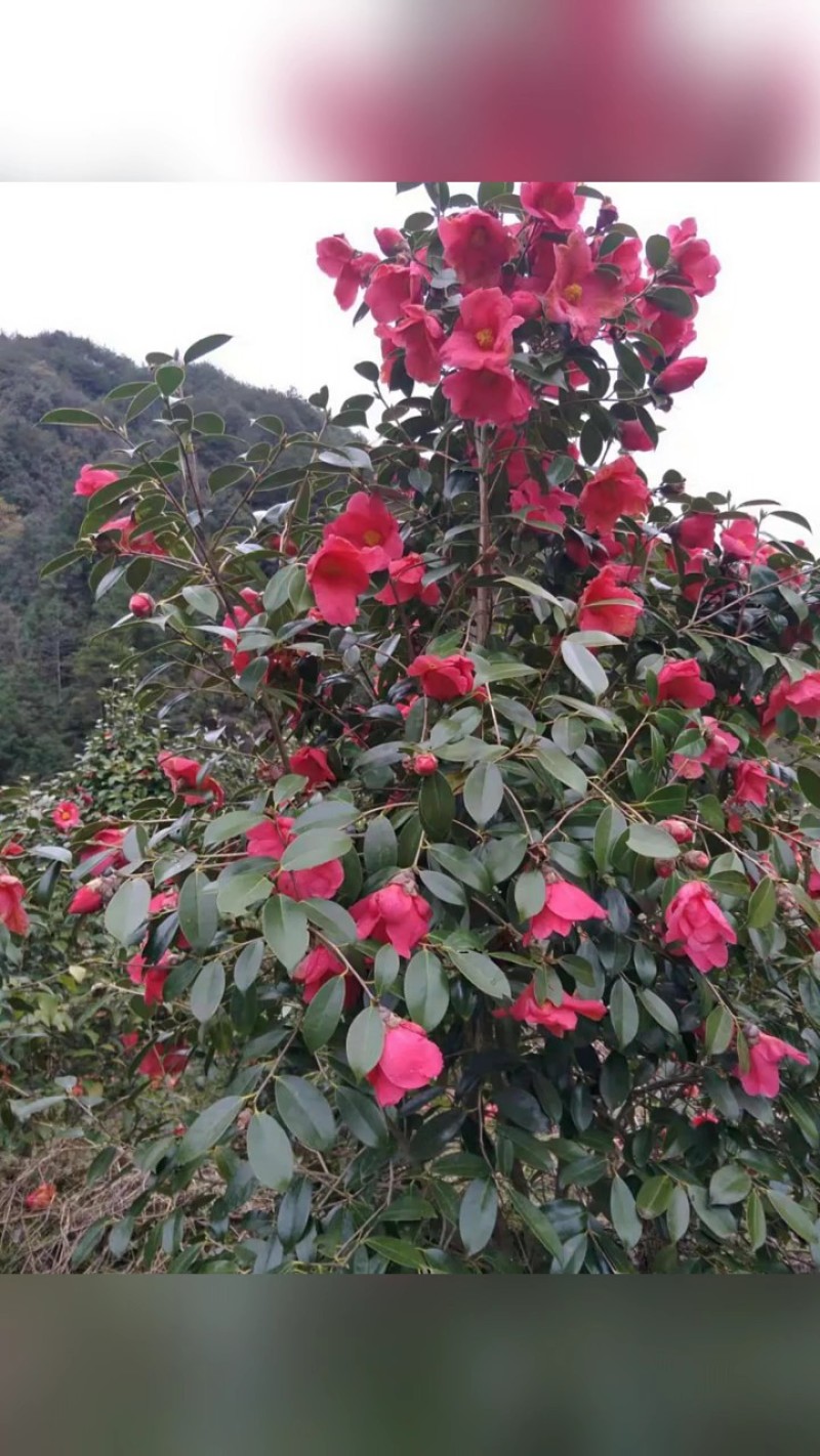 野生红花茶籽