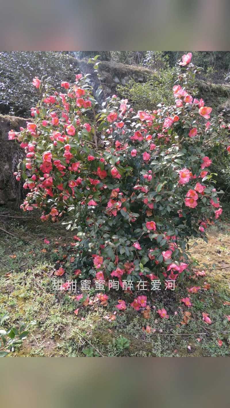 野生红花茶籽
