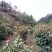 野生红花茶籽