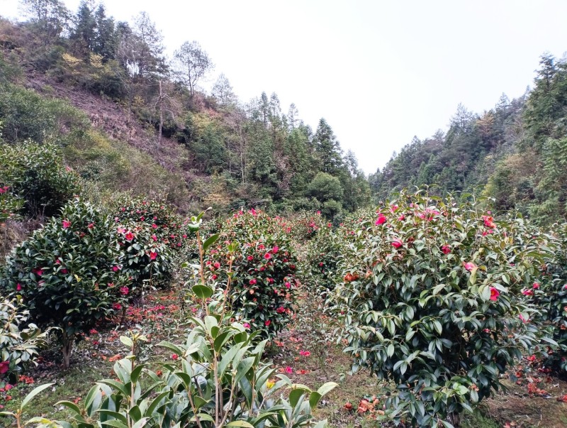野生红花茶籽