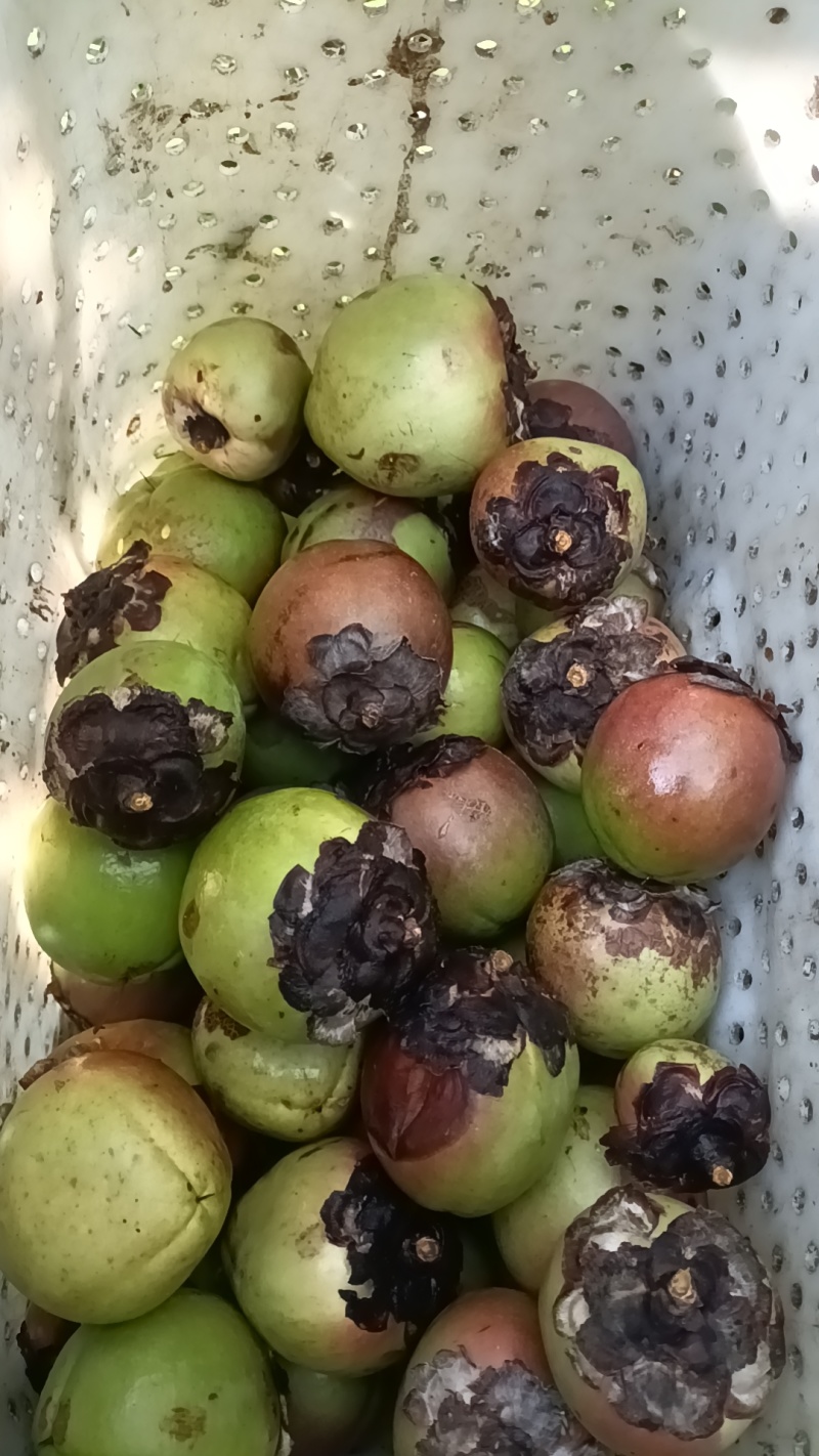 野生红花茶籽