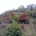 野生红花茶籽
