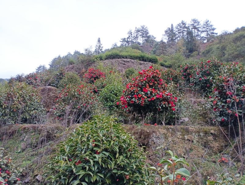 野生红花茶籽