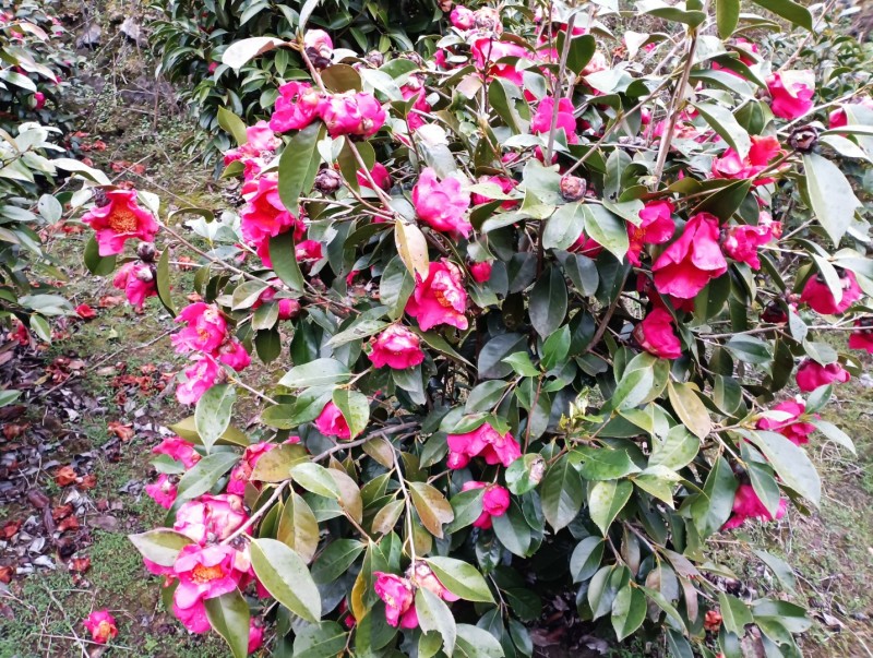 野生红花茶籽
