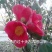 野生红花茶籽
