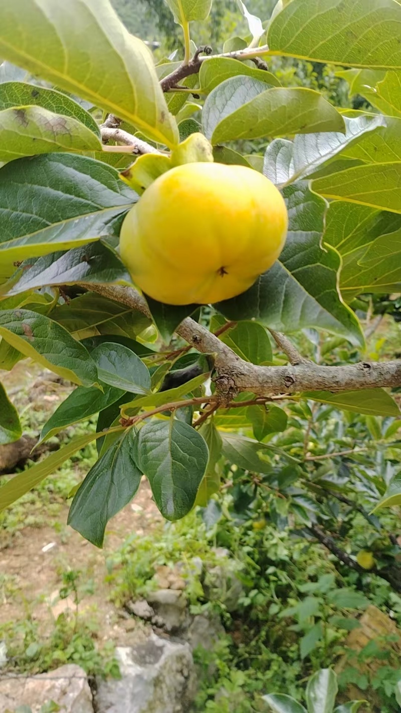 云南早熟脆甜柿子（现货，脆甜可口，基地种植，基地直发）