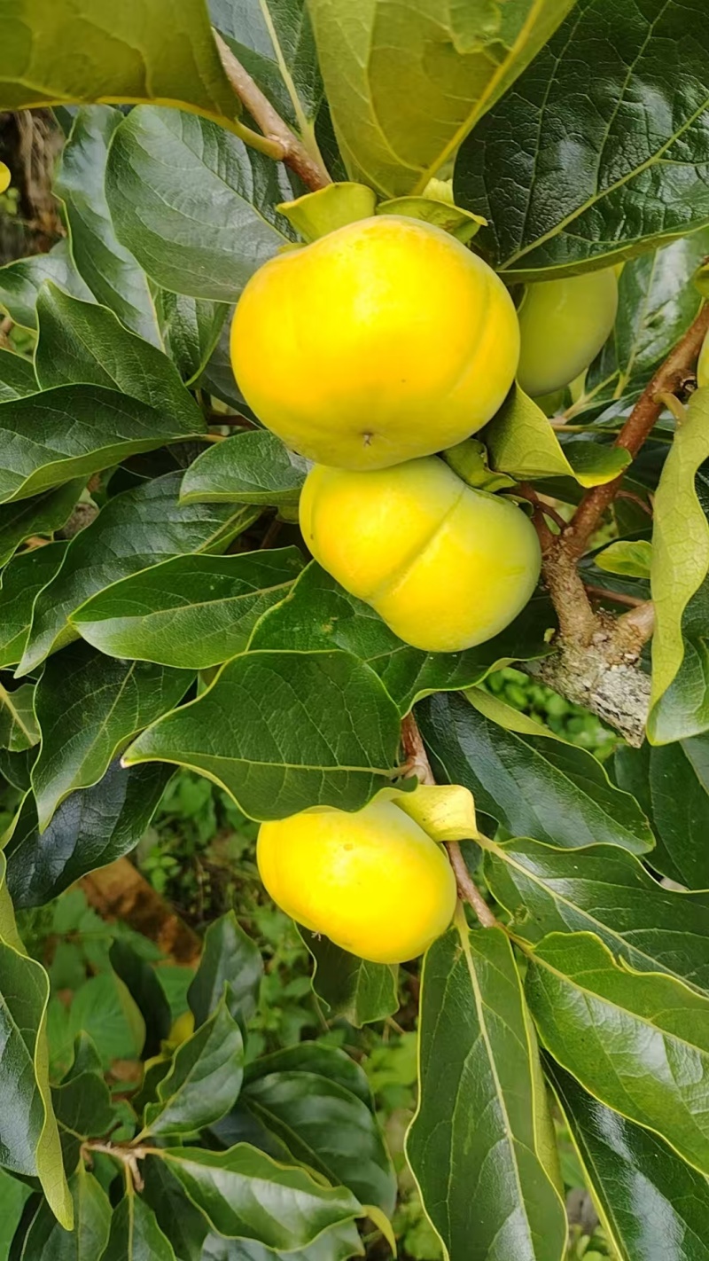 云南早熟脆甜柿子（现货，脆甜可口，基地种植，基地直发）