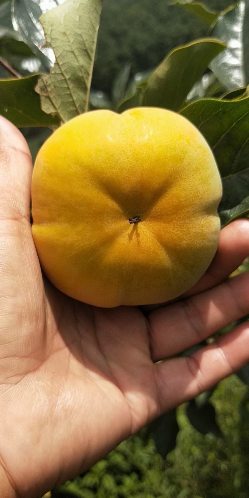 云南早熟脆甜柿子（现货，脆甜可口，基地种植，基地直发）