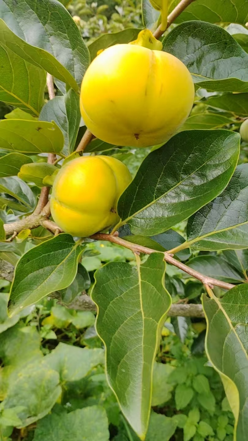 云南早熟脆甜柿子（现货，脆甜可口，基地种植，基地直发）