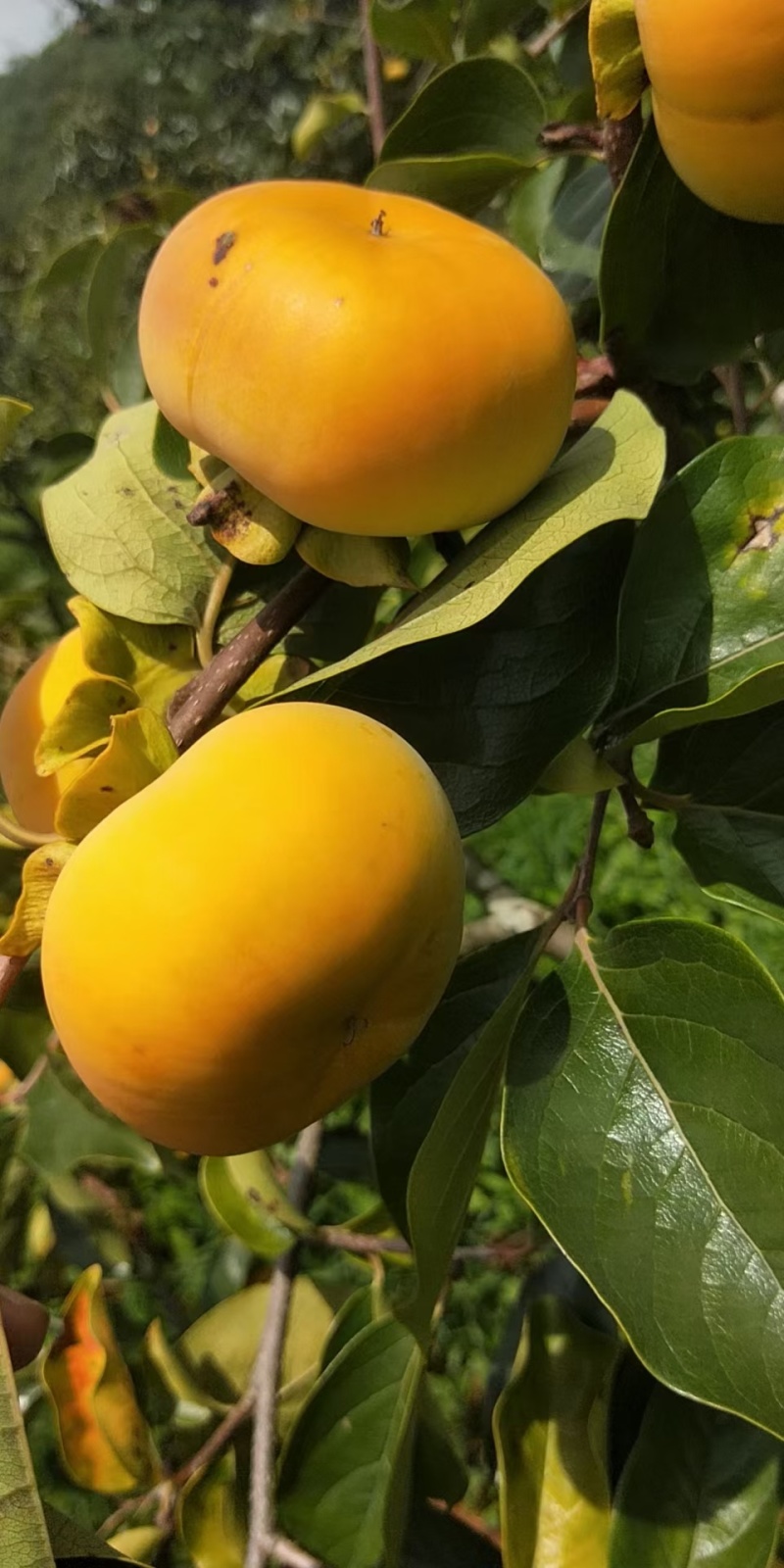 云南早熟脆甜柿子（现货，脆甜可口，基地种植，基地直发）