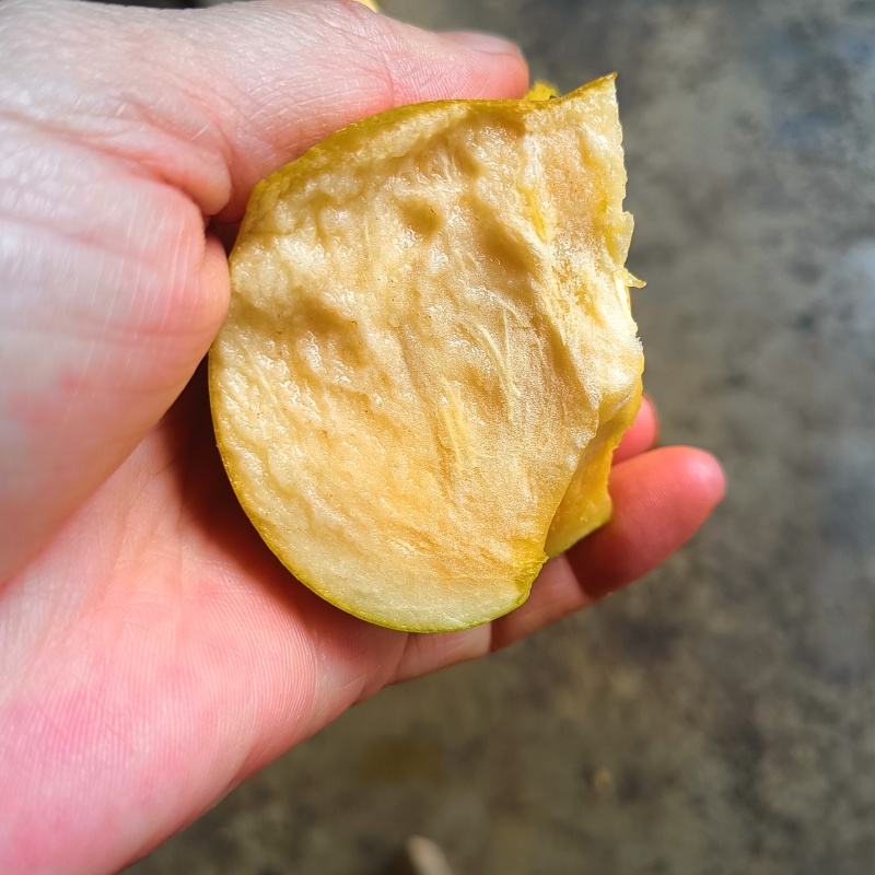 云南早熟脆甜柿子（现货，脆甜可口，基地种植，基地直发）