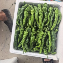 精品皱皮辣椒