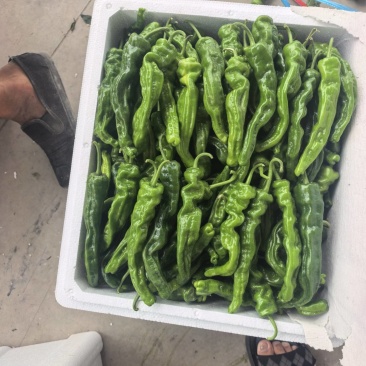 精品皱皮辣椒