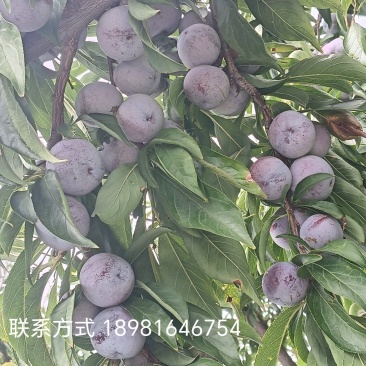 小脆红