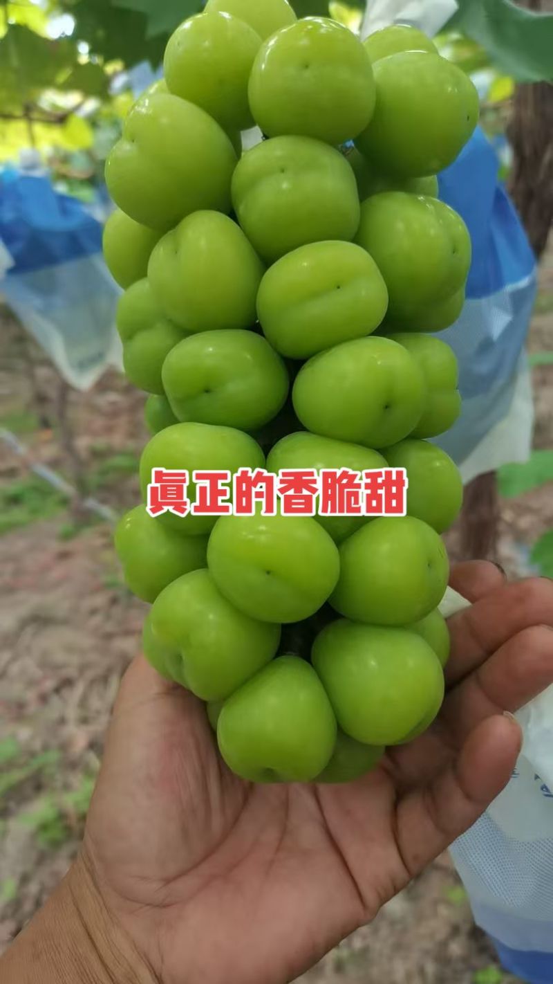 本公司技术管理安徽2000多亩阳光玫瑰大量上市