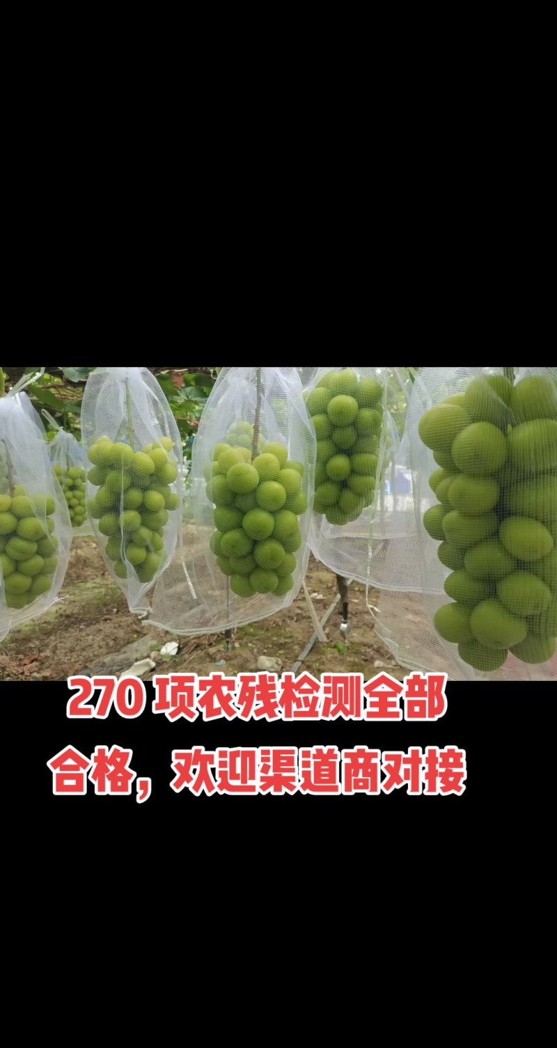 本公司技术管理安徽2000多亩阳光玫瑰大量上市