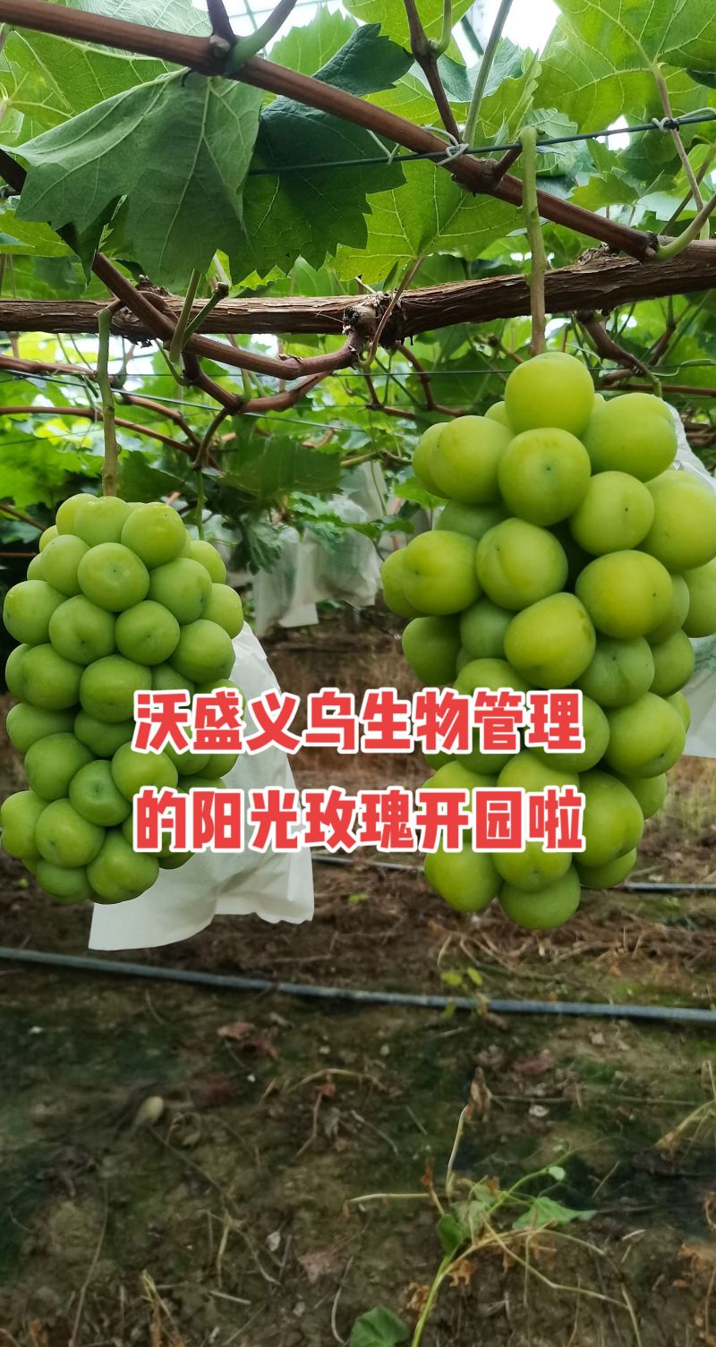 本公司技术管理安徽2000多亩阳光玫瑰大量上市