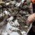 鲜活小螃蟹，团购，餐饮自助餐专用货，二两左右，肥度好